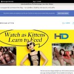 Americankittens Membership Discount Americankittens Membership Discount
